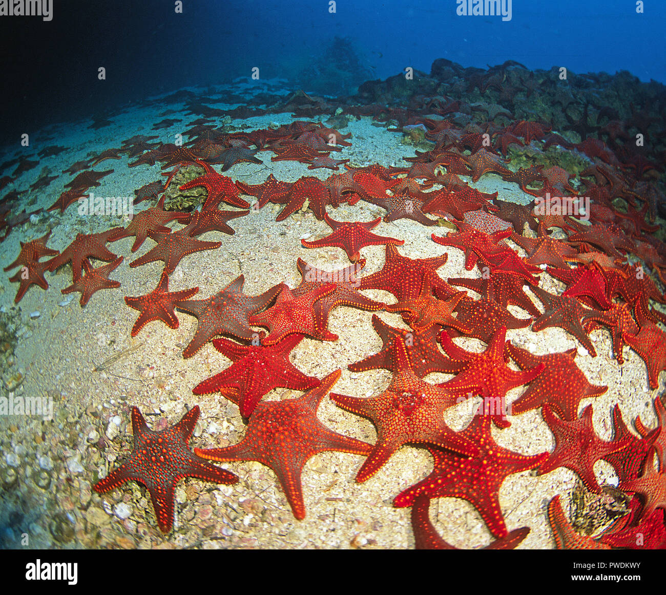 De nombreuses étoiles de mer coussin Panamic, Cuming's sea star ou étoile de mer (Galápagos Pentaceraster cumingi), îles Galapagos, Equateur Banque D'Images