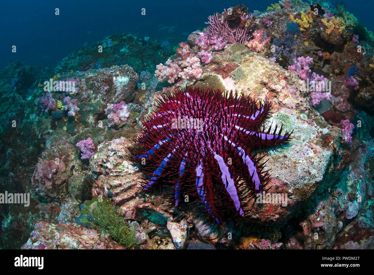 La couronne d'étoile de mer Acanthaster planci se nourrit de coraux vivants, Birmanie, Myanmar Banque D'Images