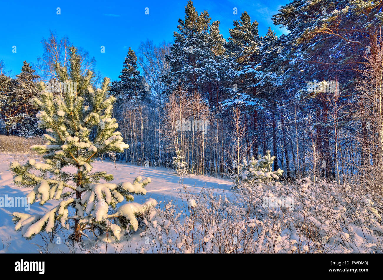 Beauté de la nature d'hiver - conte de fée de la forêt enneigée. Belle journée ensoleillée, les troncs blancs des bouleaux, pins, sapins enneigés et les buissons du Sunshine - frosty Banque D'Images