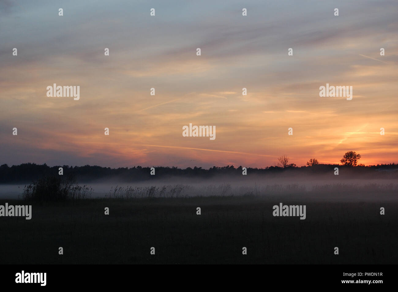 Brouillard sur une prairie pendant le coucher du soleil sur la forêt sur un fond de nuages colorés, paysage de brouillard Banque D'Images