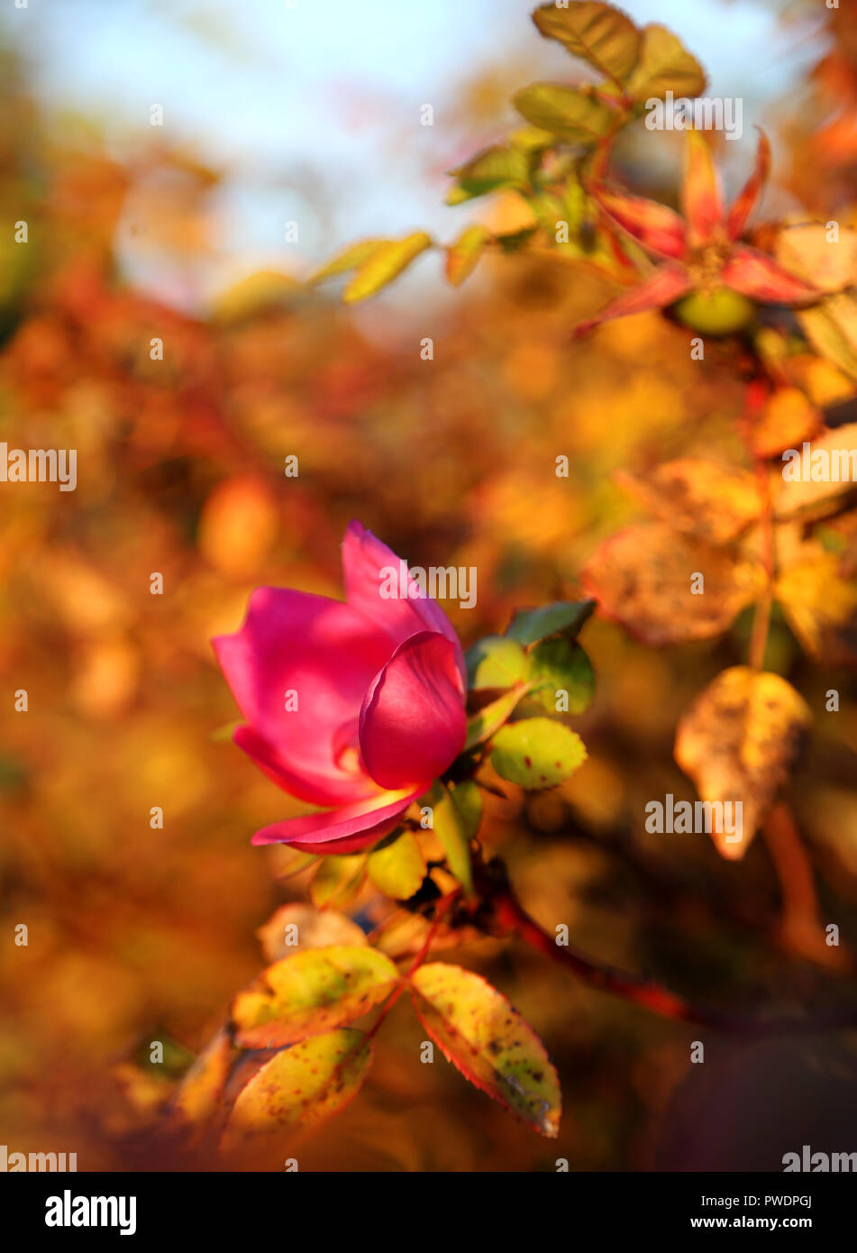 Rose à l'automne dans un parc Banque D'Images