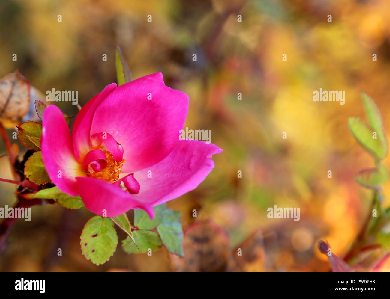 Rose à l'automne dans un parc Banque D'Images