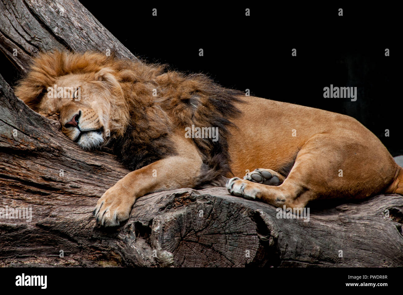 Un lion dort sur un arbre Banque D'Images