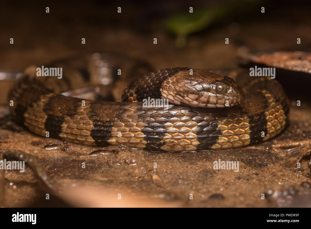 La couleuvre d'eau (bandes brun Helicops angulatus) est un peu d'espèces venimeuses de l'Amérique du Sud, celui-ci a été vu à Madre de Dios, au Pérou. Banque D'Images