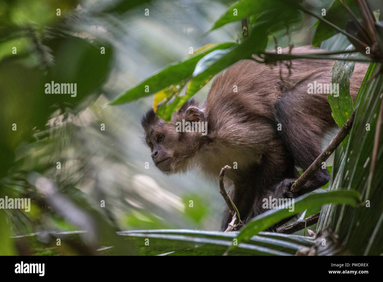 Un jeune capucin brun dans les arbres à la recherche de nourriture. Photographié à Madre de Dios Département, au Pérou. Banque D'Images