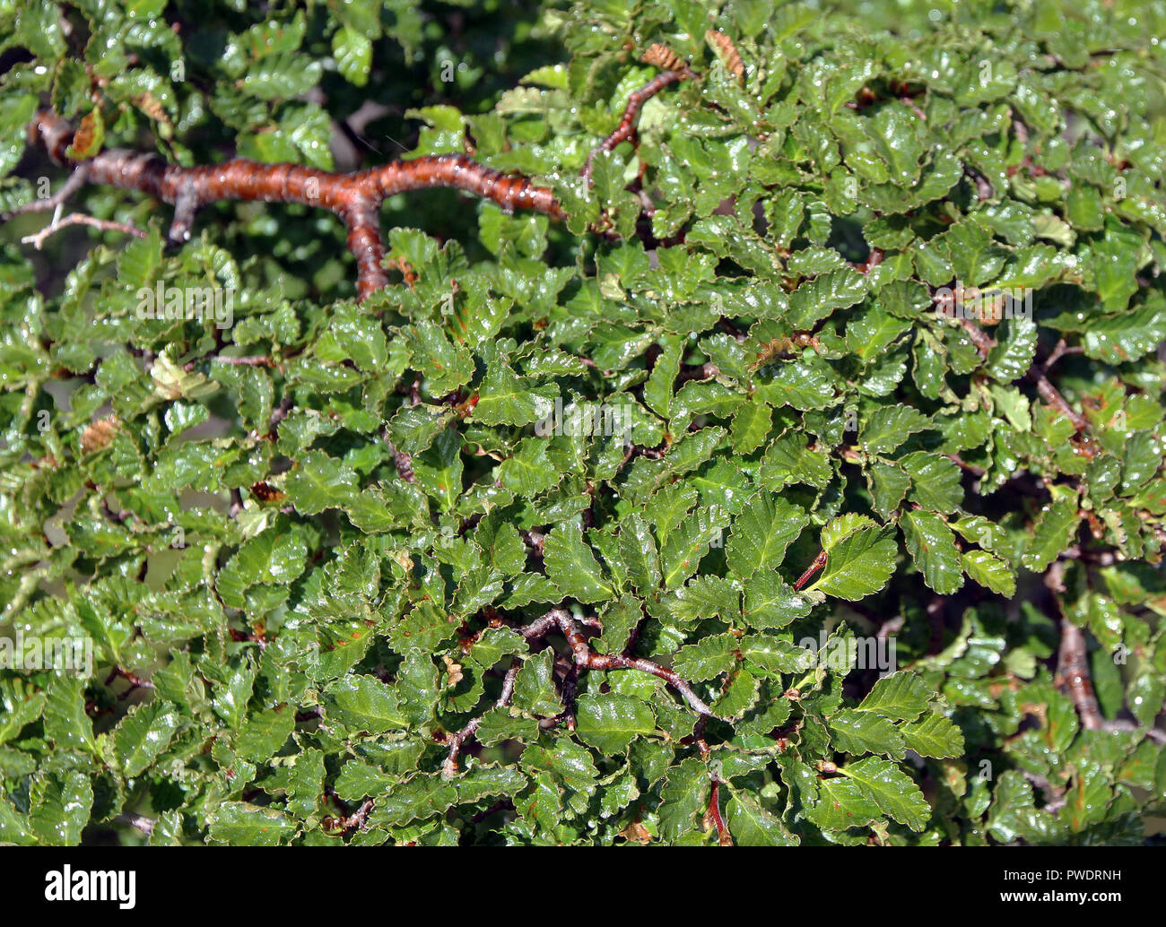 Détail des feuilles avec des gouttes d'eau après la pluie, le sud de l'hêtre (Nothofagus) Banque D'Images