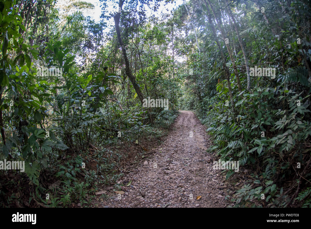 Un sentier de randonnée menant à travers la jungle de la forêt amazonienne dans le sud du Pérou. Banque D'Images