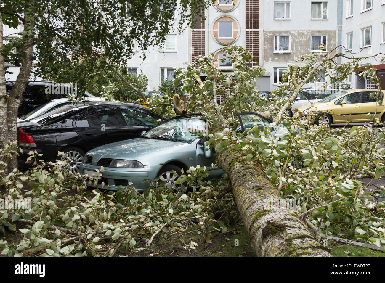 Un fort vent septembre cassé un arbre qui est tombé sur une voiture garée à  proximité, backgroiund catastrophe Photo Stock - Alamy