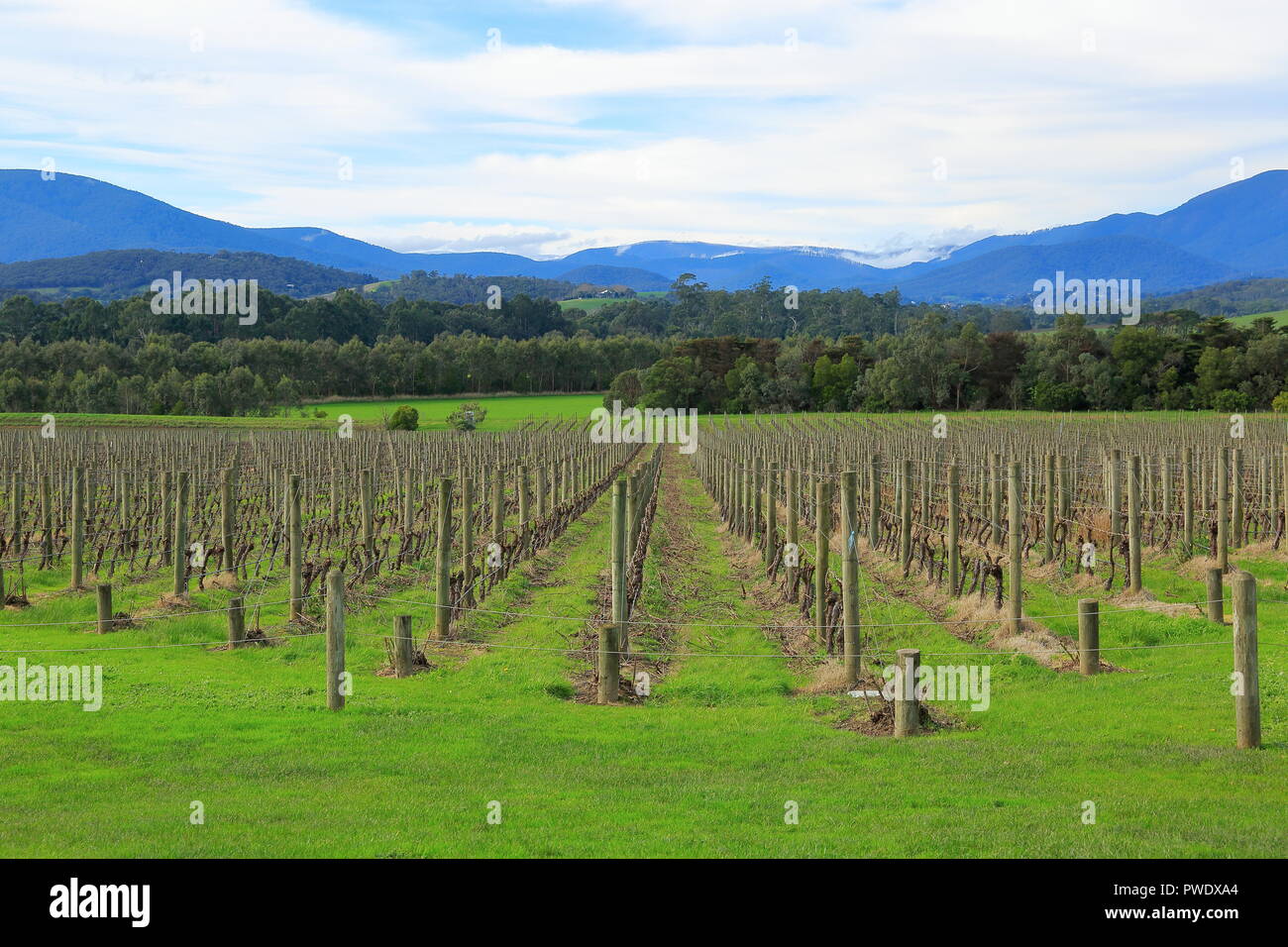 Melbourne Yarra Valley, près des célèbres vignobles de vue. Banque D'Images