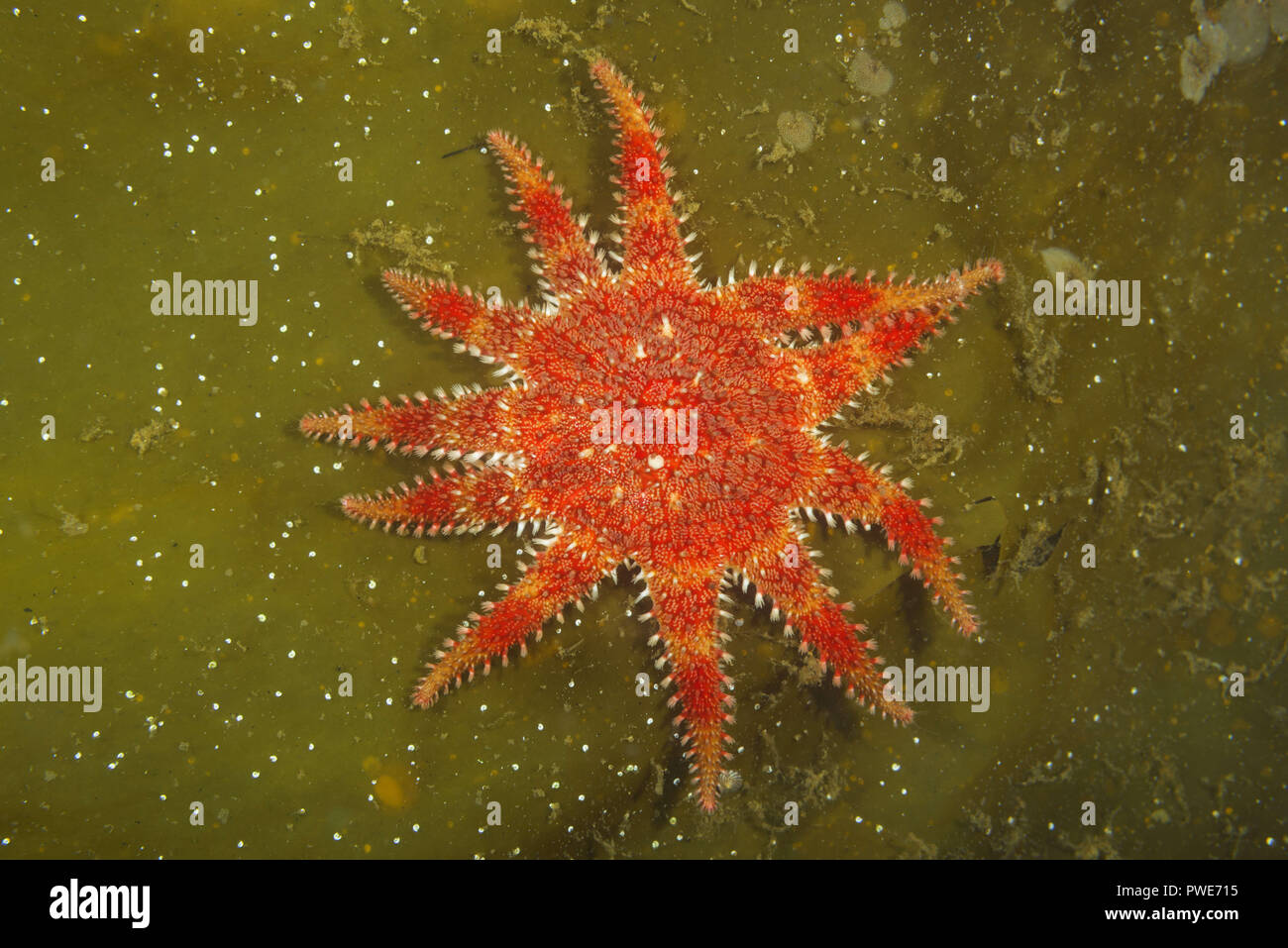 Mer de Norvège, dans le Nord de l'Atlantique, de la Norvège. 5 Août, 2018. Étoile ou flocon de Sun Star commun (Crossaster papposus) sur laminaria Crédit : Andrey Nekrasov/ZUMA/Alamy Fil Live News Banque D'Images