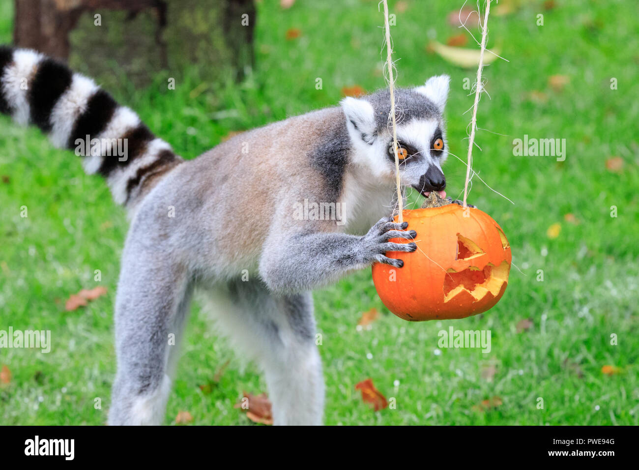 ZSL Whipsnade, UK, 16 Oct 2018. Un groupe de lémuriens à queue anneau ludique sont de plus dans l'esprit d'Halloween et avec enthousiasme leurs enquêtes sont les citrouilles et les friandises. Ces limites sont données à l'avance, de Boo au zoo de Whipsnade, ZSL Zoo's célébration annuelle de hairy-effrayant plaisir en famille. Les surprises sont donnés à l'avance, de Boo au zoo de Whipsnade, ZSL Zoo's célébration annuelle de hairy-Scary Halloween family fun qui se déroulera du samedi 20 octobre au mercredi 31 octobre 2018. Credit : Imageplotter News et Sports/Alamy Live News Banque D'Images