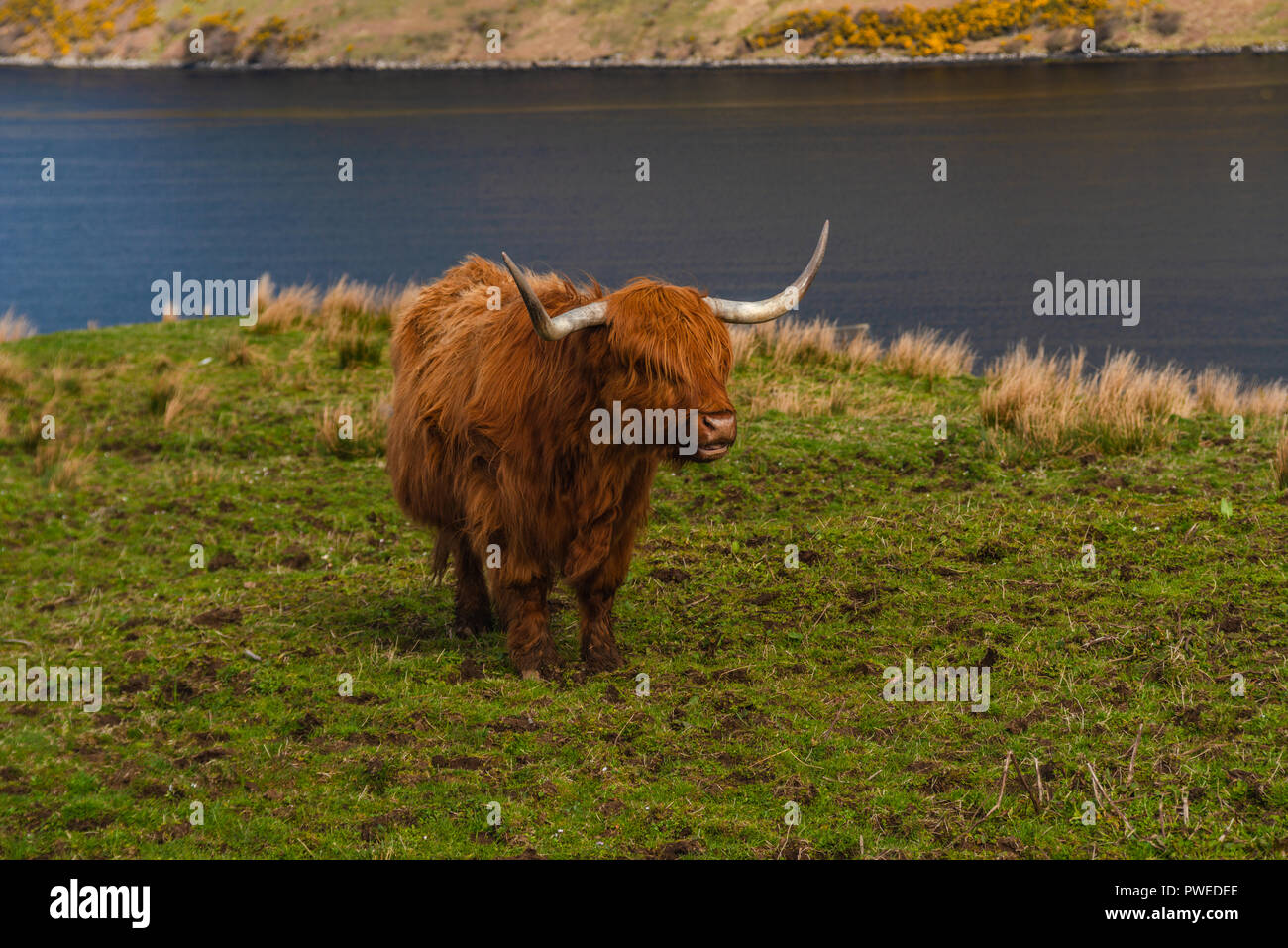 Rouge Brun, Highland cow restant dans un pré, Isle of Skye, Scotland, UK Banque D'Images
