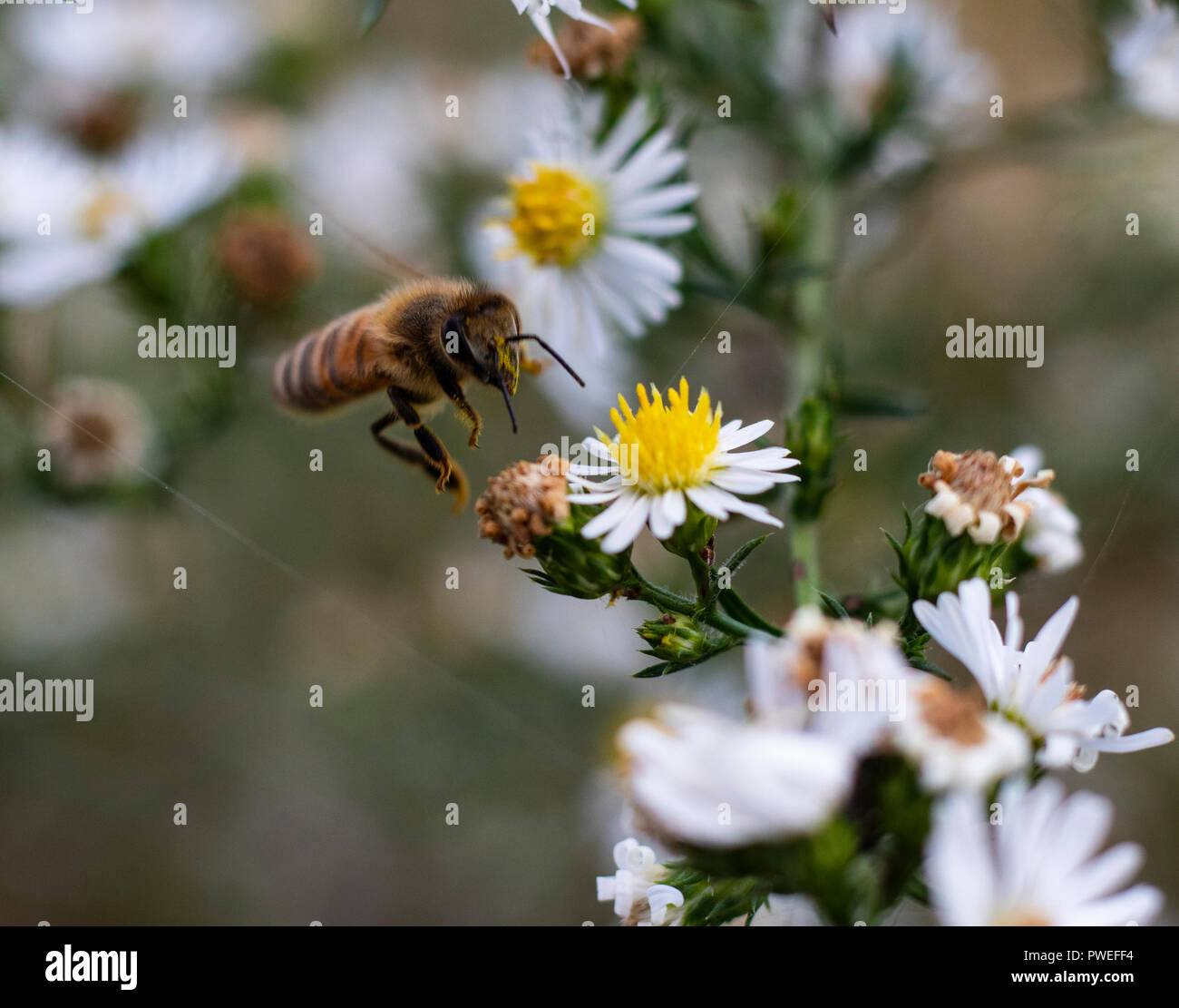 Une abeille mellifère vole vers les fleurs de camomille pour recueillir le pollen dans l'automne. Banque D'Images