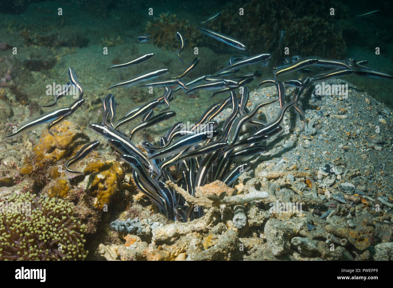 [Pholidichthys leucotaenia blennies condamné] mineurs sortant de terrier. Pas un, mais une espèce blennies sur ses propres. La Papouasie-Nouvelle-Guinée. Banque D'Images