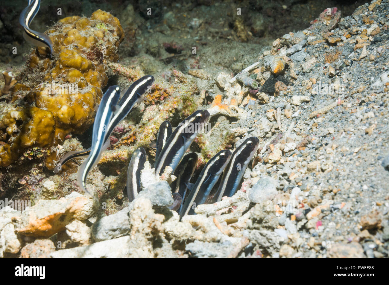[Pholidichthys leucotaenia blennies condamné] mineurs sortant de terrier. Pas un, mais une espèce blennies sur ses propres. La Papouasie-Nouvelle-Guinée. Banque D'Images