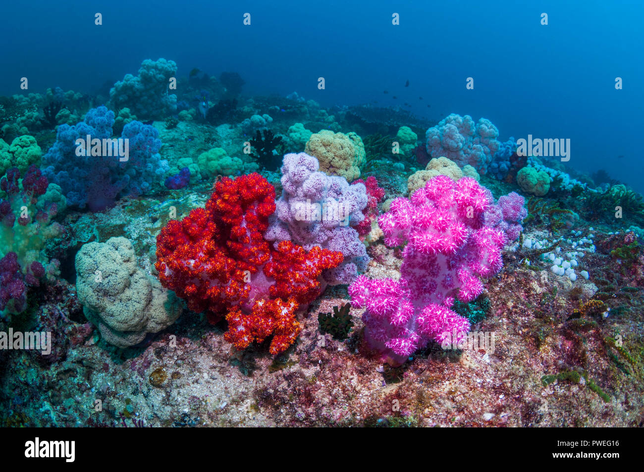 Les coraux mous [Dendronephthya sp.] le récif de corail. La Papouasie occidentale, en Indonésie. Banque D'Images