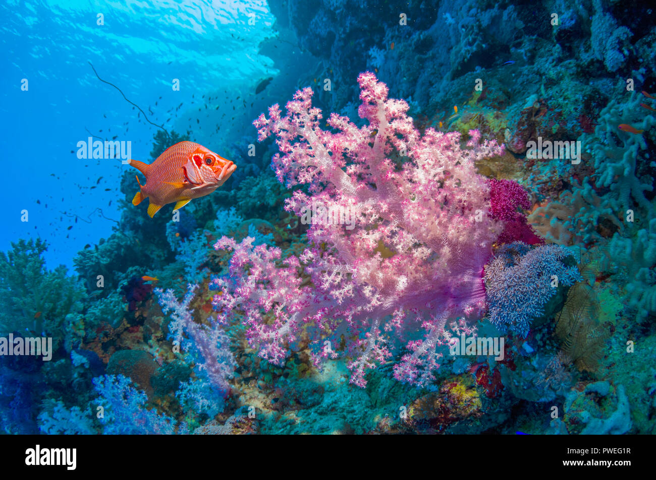 Plate-Long spiniferusm marignans [Sargocentron] with [Dendronephthya sp.] le récif de corail. L'Egypte, Mer Rouge. Banque D'Images