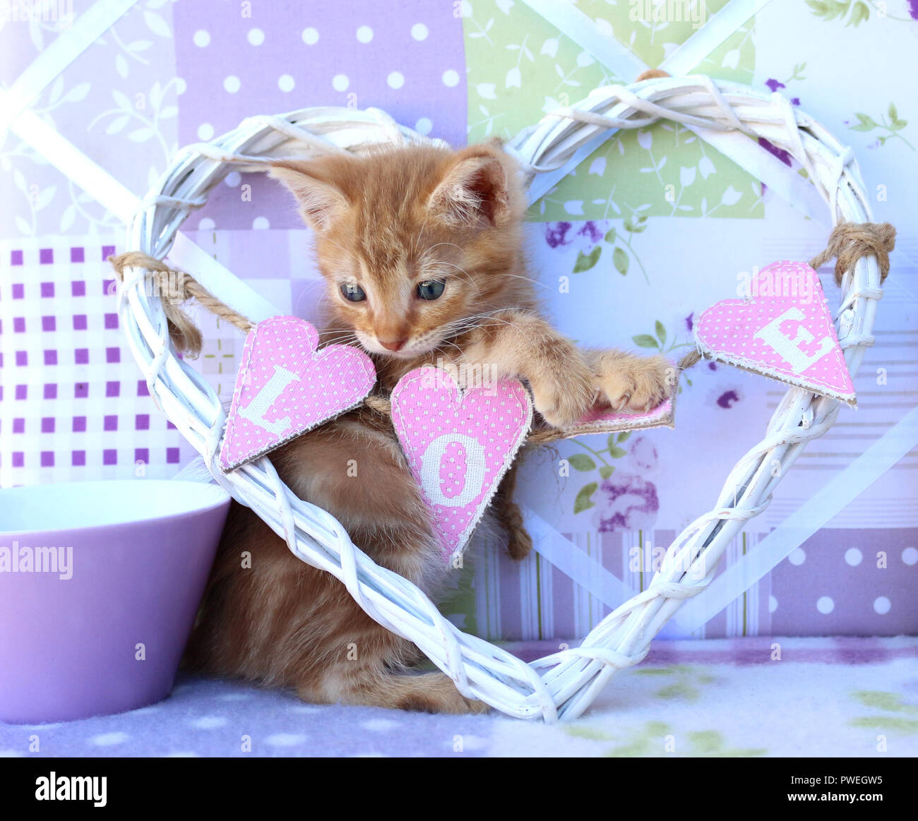 Ginger chaton, 6 semaines, Banque D'Images