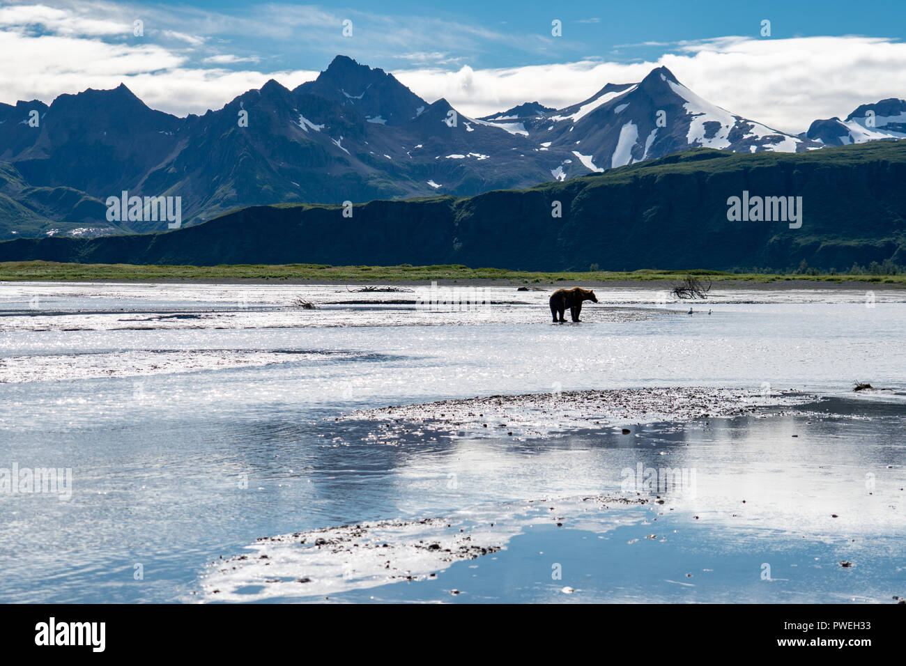 De pêche du saumon de l'ours grizzli dans le beau paysage de parc national de Katmai en Alaska, entouré de montagnes et d'une rivière Banque D'Images
