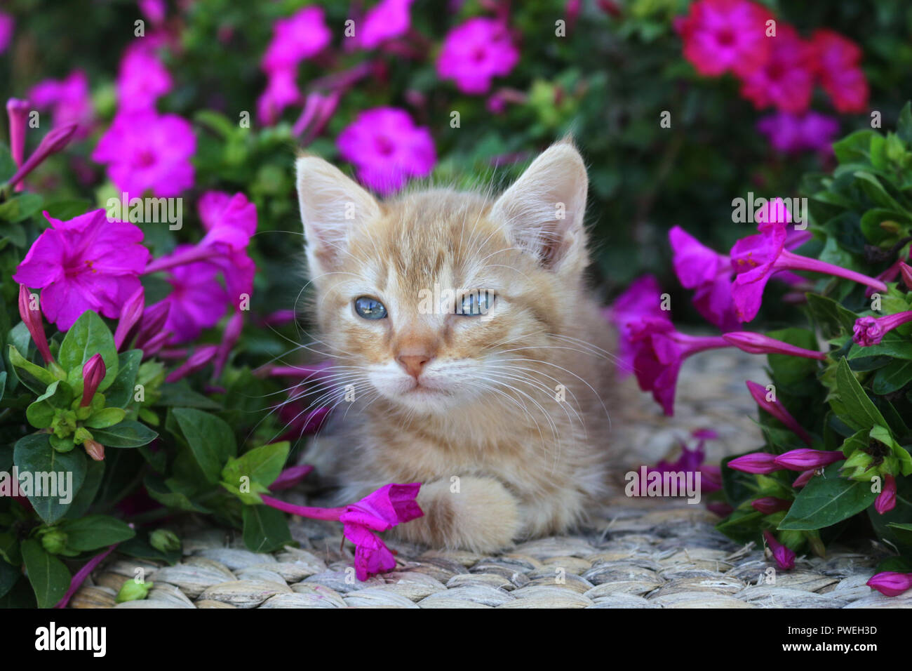 Chaton, 7 semaines, le gingembre, le mensonge entre les fleurs Banque D'Images