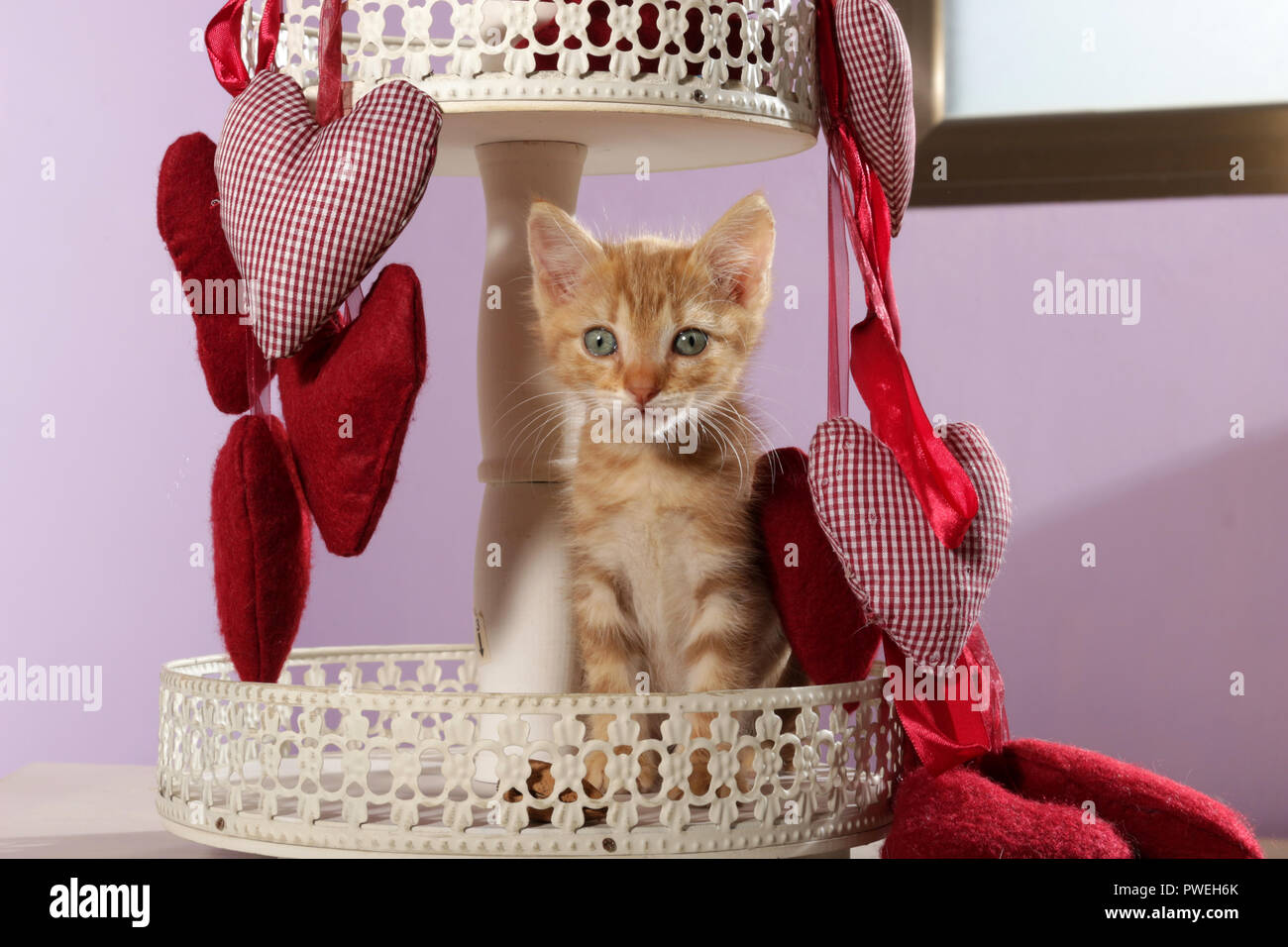 Chaton, red tabby, 9 semaines, assis entre heards Banque D'Images