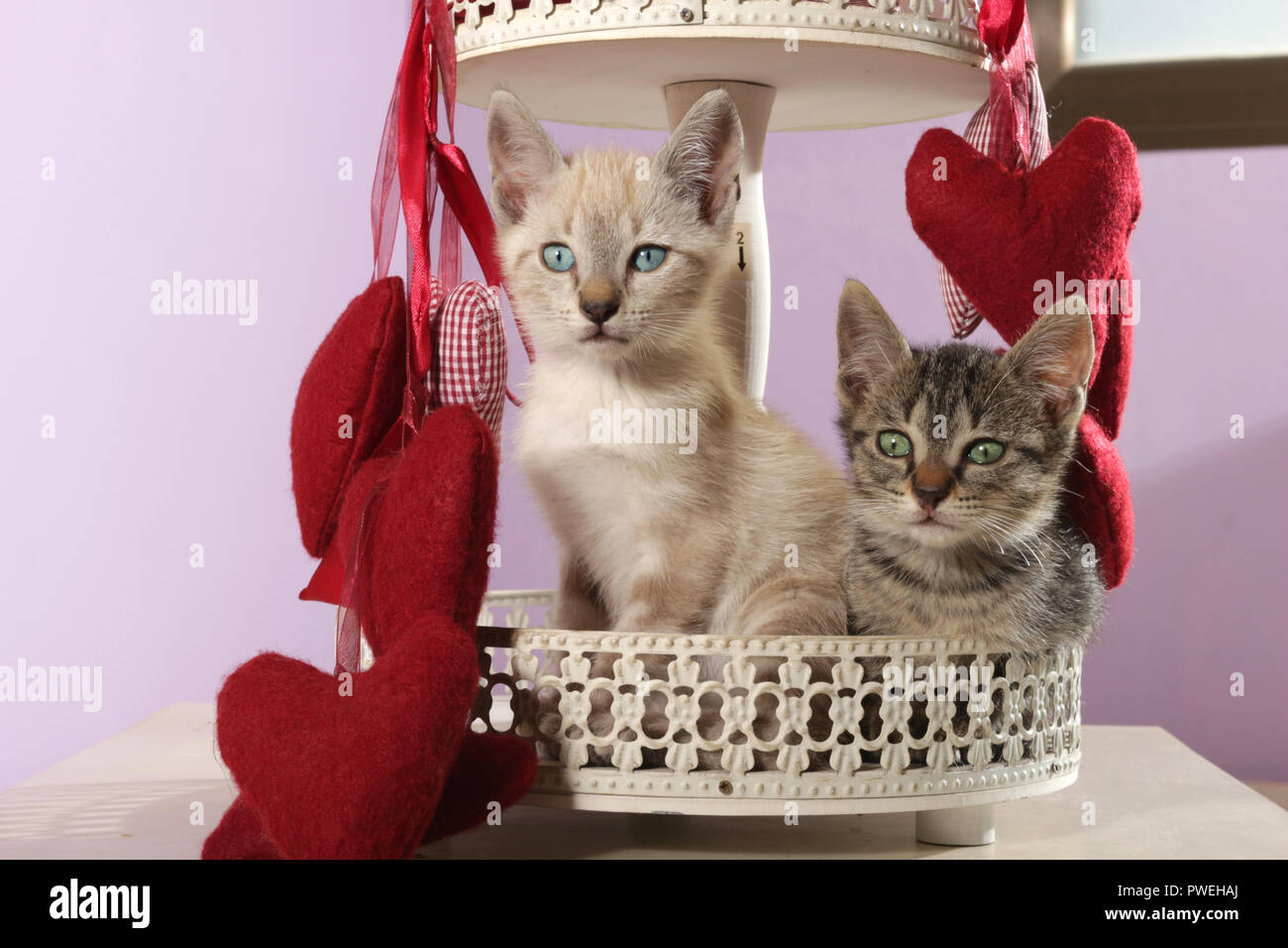 Deux chatons, noir tabby et seal tabby point, 8 semaines, assis entre red heards Banque D'Images