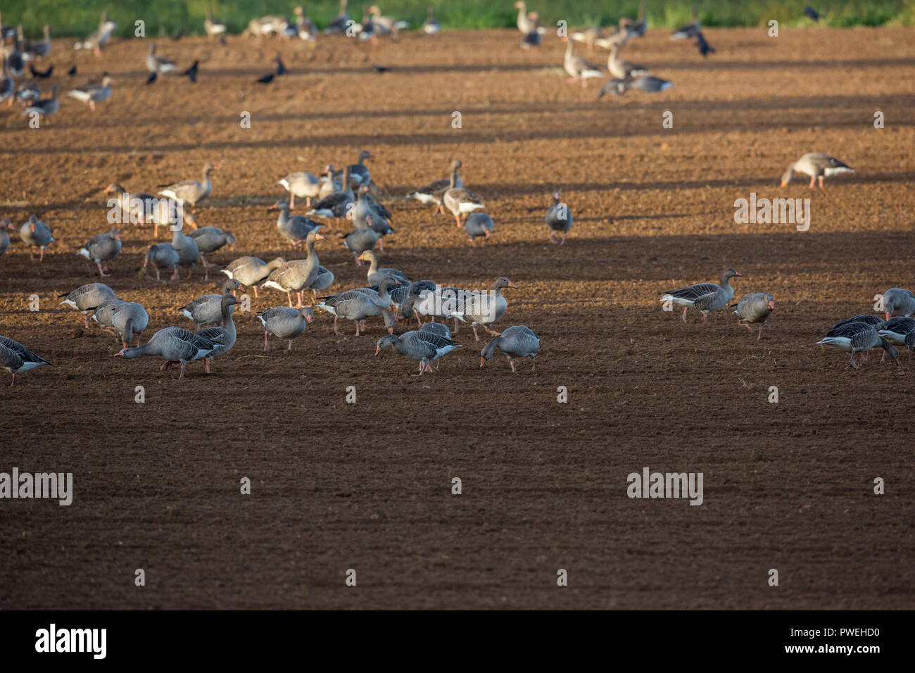 Oies cendrées (Anser anser). L'alimentation du troupeau résident de récolte récente, maintenant re-percés, champ arable. De l'automne. Octobre. Ingham. Le Norfolk. L'Angl est Banque D'Images