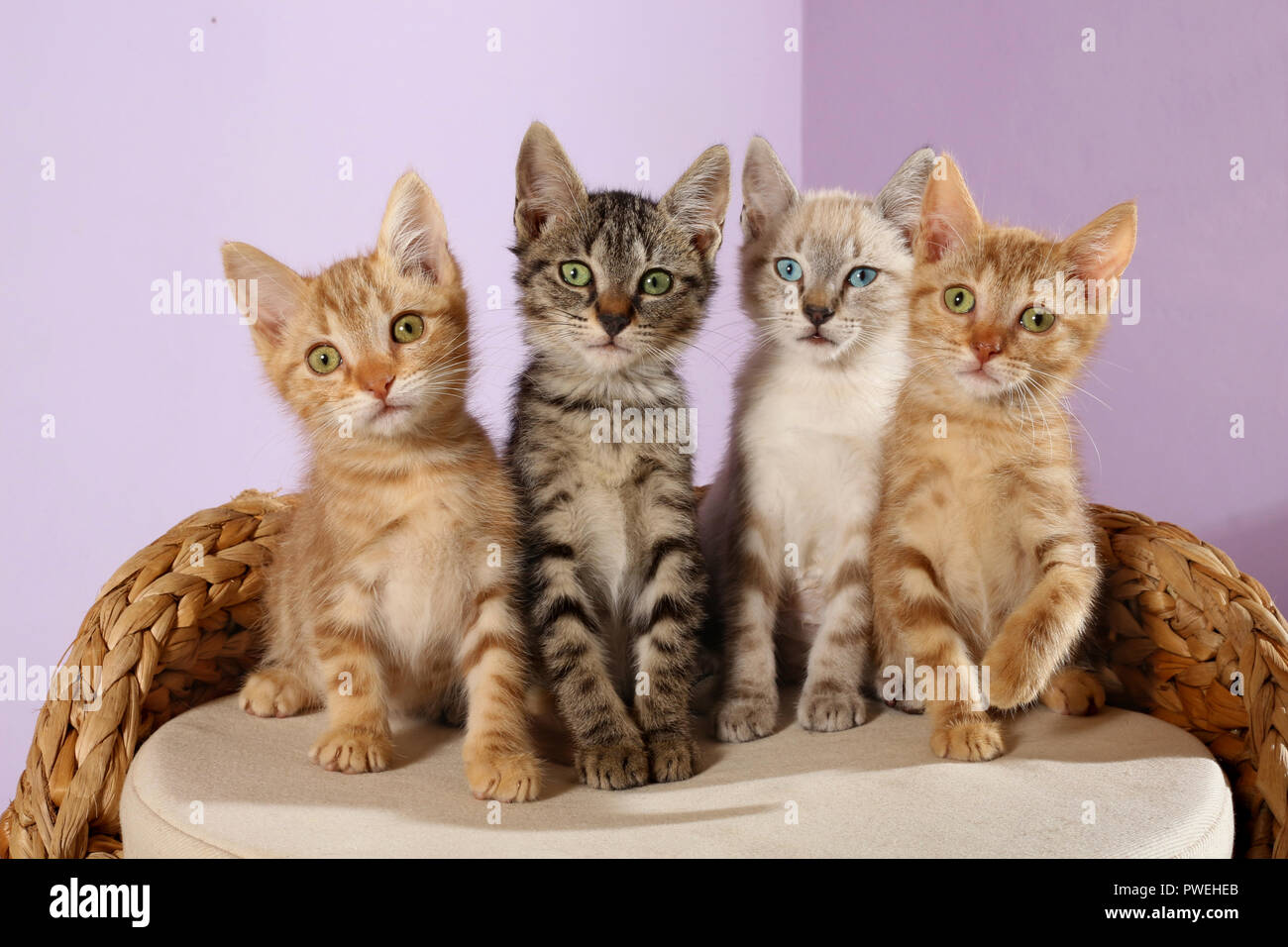 Quatre chatons, différentes couleurs, 8 semaines, assis sur un panier Banque D'Images