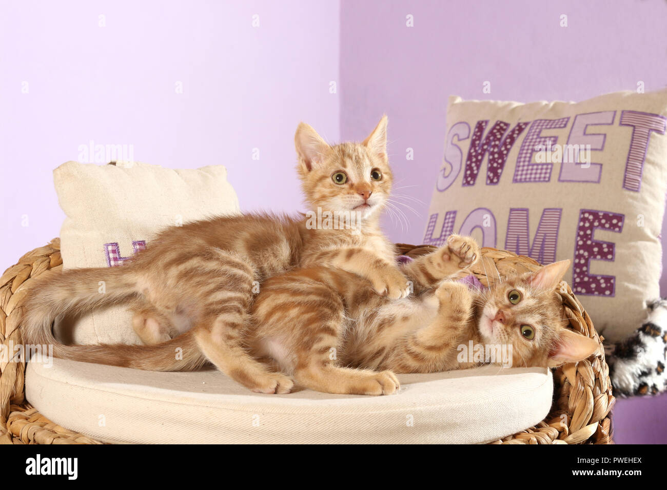 Deux chatons domestiques, red tabby, 7 semaines Banque D'Images