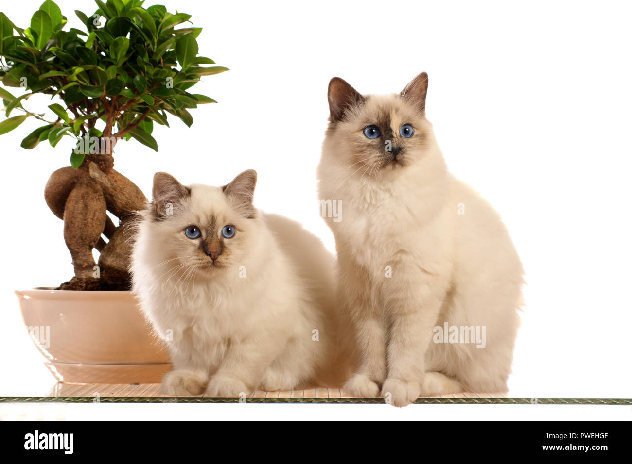 Deux chats birman assis à côté d'un bonsaï Banque D'Images