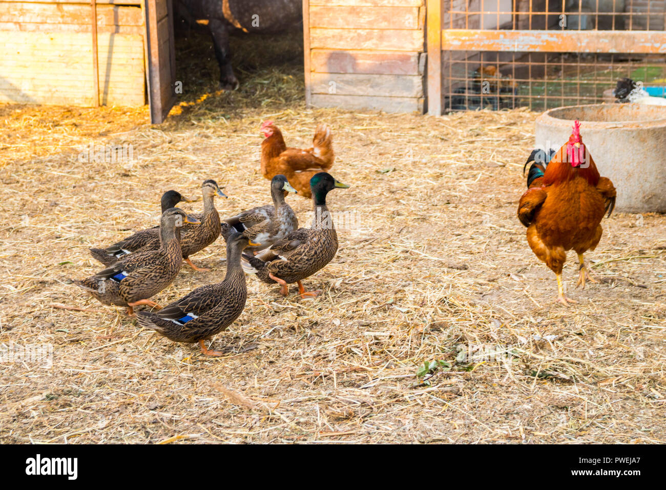 Canards, poulets, poules, oiseaux de basse-cour, un stylo, une ferme, un concept d'agriculture Poulet canard, poule, animaux de ferme, concept rural, Italie Banque D'Images