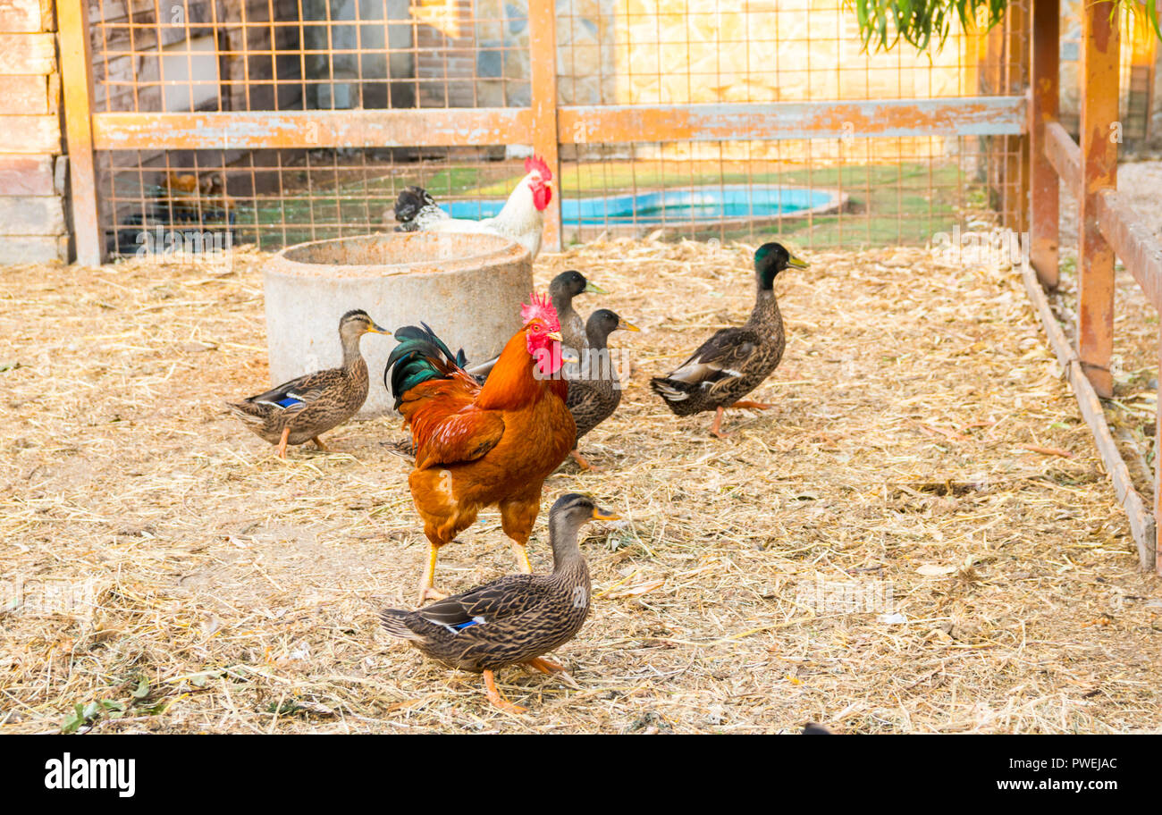Canards, poulets, poules, oiseaux de basse-cour, un stylo, une ferme, un concept d'agriculture Poulet canard, poule, animaux de ferme, concept rural, Italie Banque D'Images