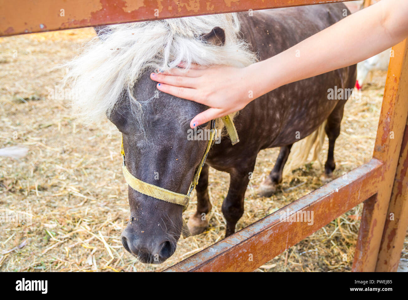 Poney marron foncé cheveux blanc,blanc crinière queue touffue, baby poney, cheval, de petits animaux de ferme, basse-cour calèche, tapoter, concept, concept rural nature Banque D'Images