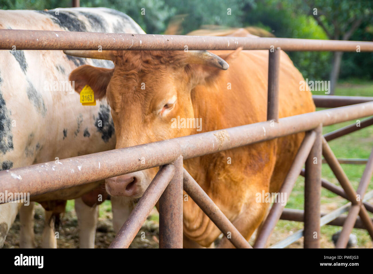 Libre de vache avec tagged oreilles des animaux de ferme, animaux, basse-cour, basse-cour, ferme, concept concept rural, de la nature, de la viande bovine en Italie Banque D'Images