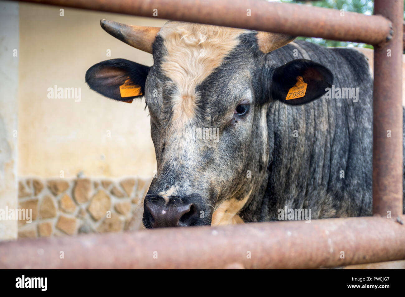 Gris blanc noir gros plan vache avec tagged ears, farm animal, les animaux de ferme, basse-cour, ferme, concept concept rural, de la nature, de la viande bovine en Italie Banque D'Images