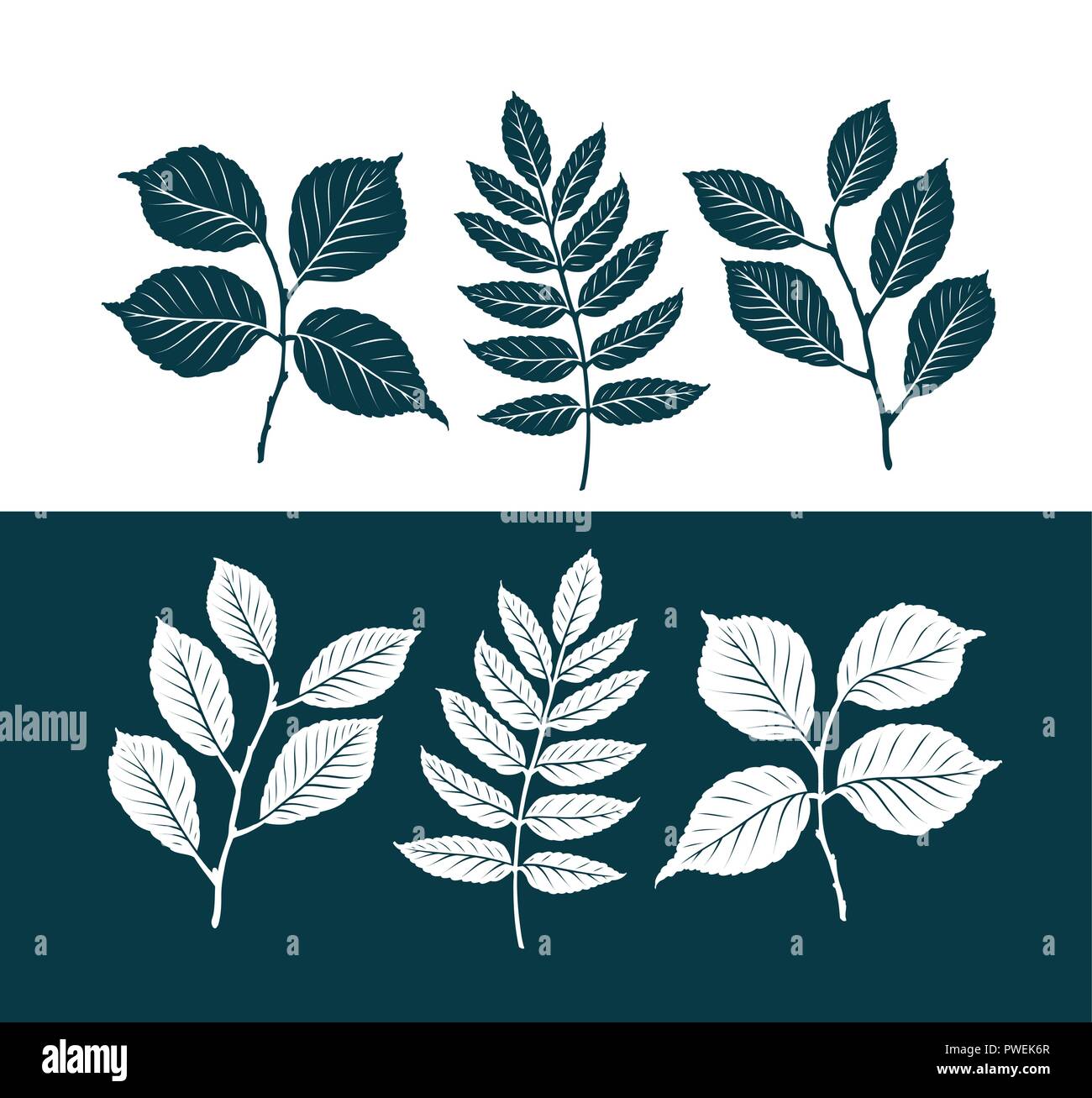 Jeu de feuilles décoratives. Concept de la nature. Silhouette vector illustration Illustration de Vecteur