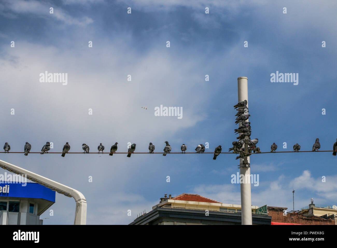 Un groupe de pigeons en profitant du soleil sur la place Taksim, Istanbul, Turquie Banque D'Images