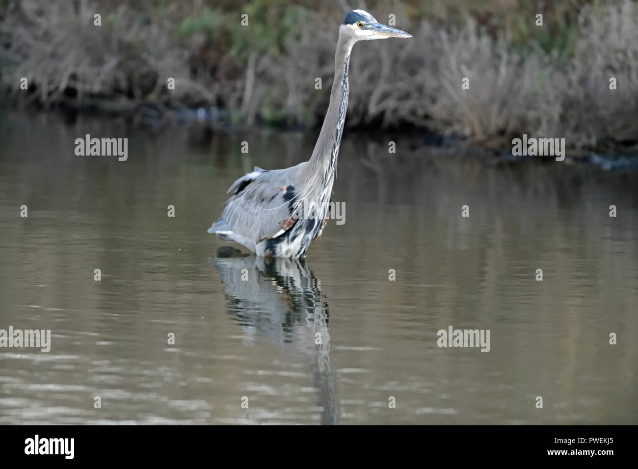 Héron debout dans l'eau jusqu'aux genoux pour les poissons Banque D'Images