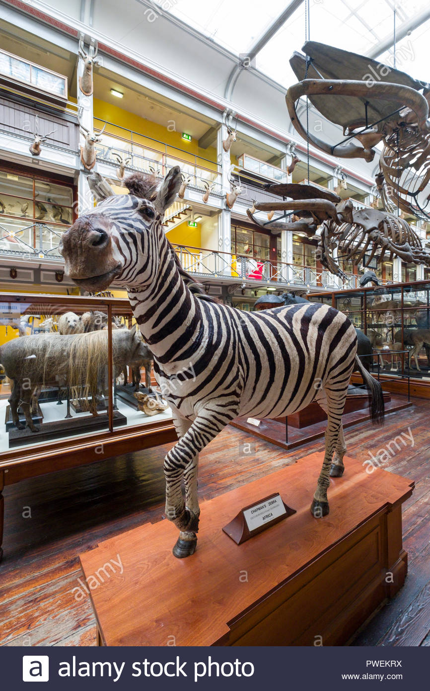 musée d'histoire naturelle dublin