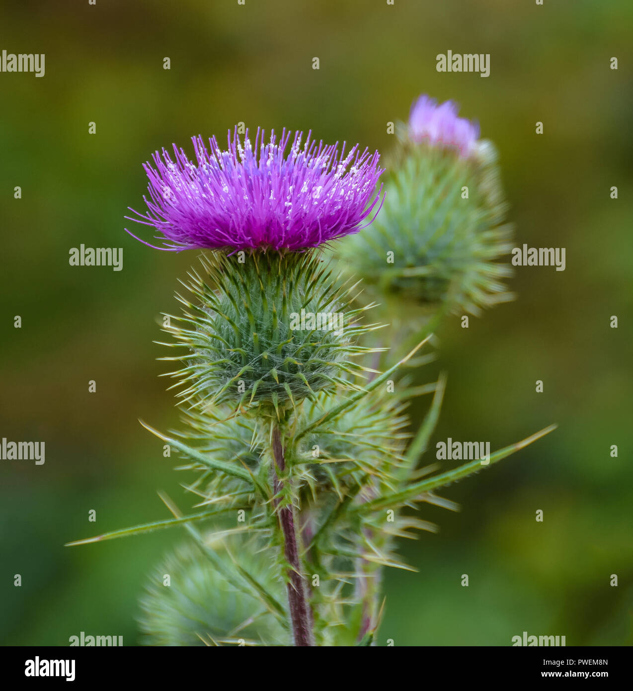 Le chardon en fleur fleur. Chardon-ilybum "marianum". Également connu sous le nom de Marian's Thistle, Église Sainte Marie, Sainte Thistle Chardon, chardon bénit et Banque D'Images