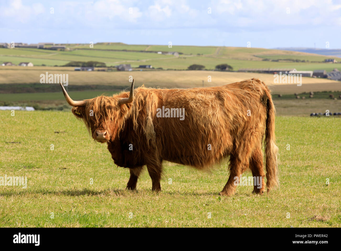 Vache Highland, Orcades, Ecosse, Highlands, Royaume-Uni Banque D'Images