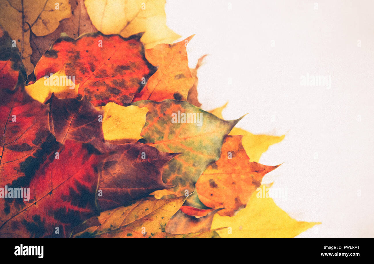 Une brassée de feuilles de l'automne des teintes différentes dans la partie droite de la photo, dans la partie gauche est une lumière beige background, feuilles d'érable Banque D'Images