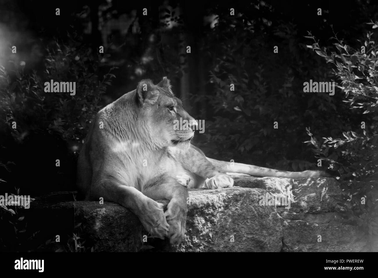 Lionne au soleil Banque D'Images