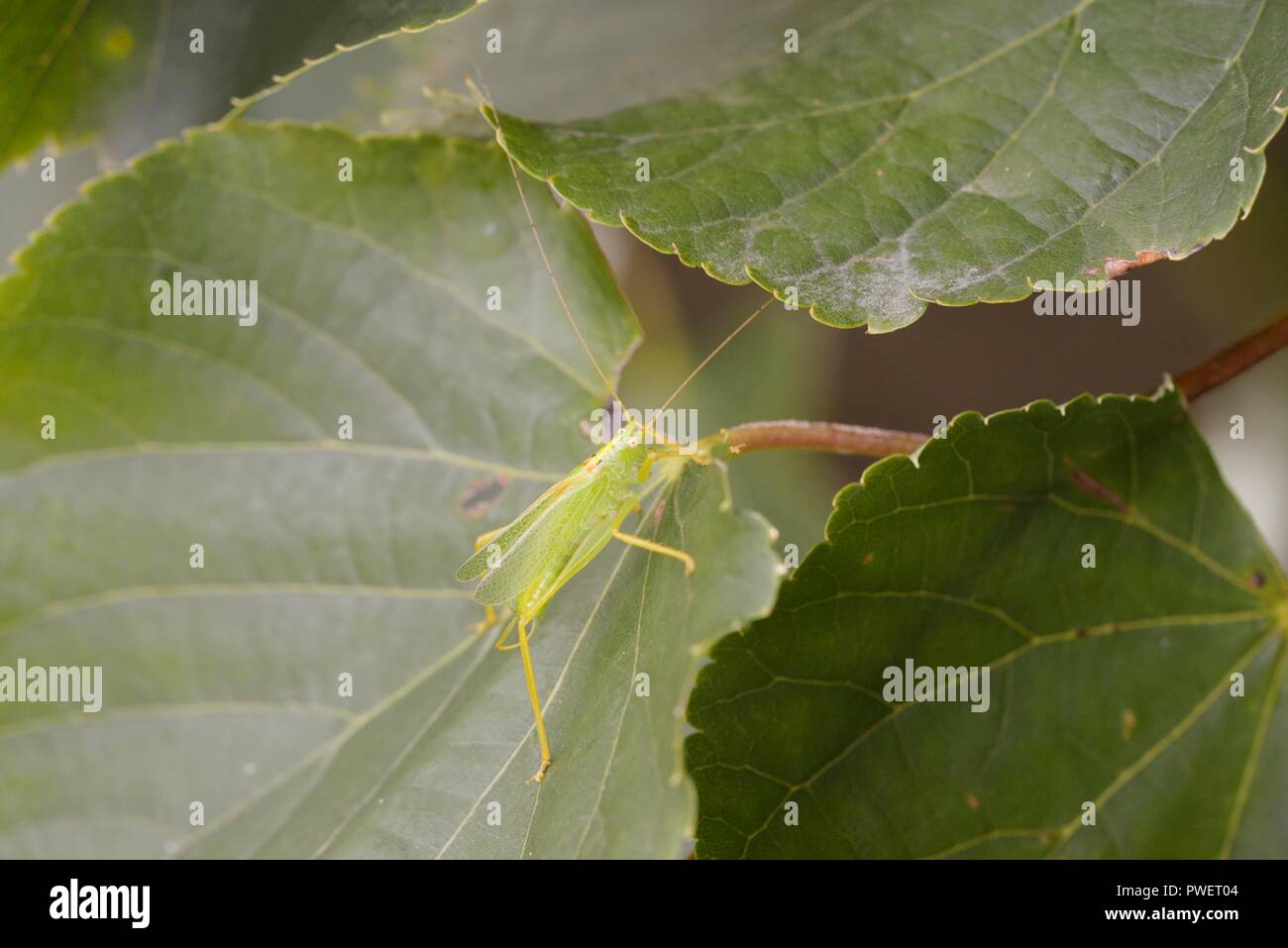 Meconema thalassinum, Oak Bush Cricket parmi les petites feuilles Tilia cordata Tilleul, feuilles, Pays de Galles, Royaume-Uni. Banque D'Images