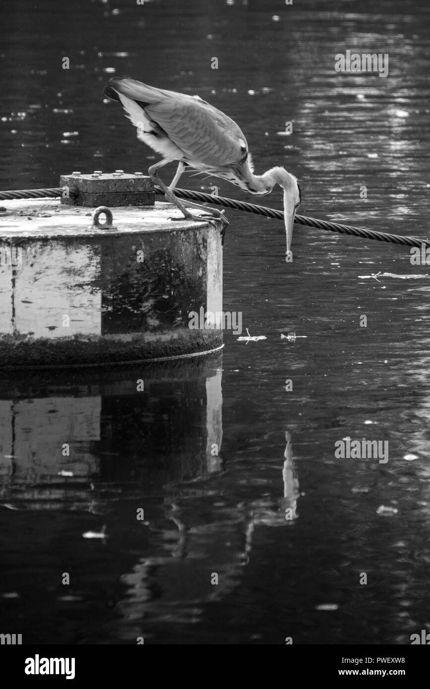Heron admire son propre reflet dans l'eau avec la lumière miroitant dans l'arrière-plan et l'automne feuilles flottant à la surface de la rivière Banque D'Images