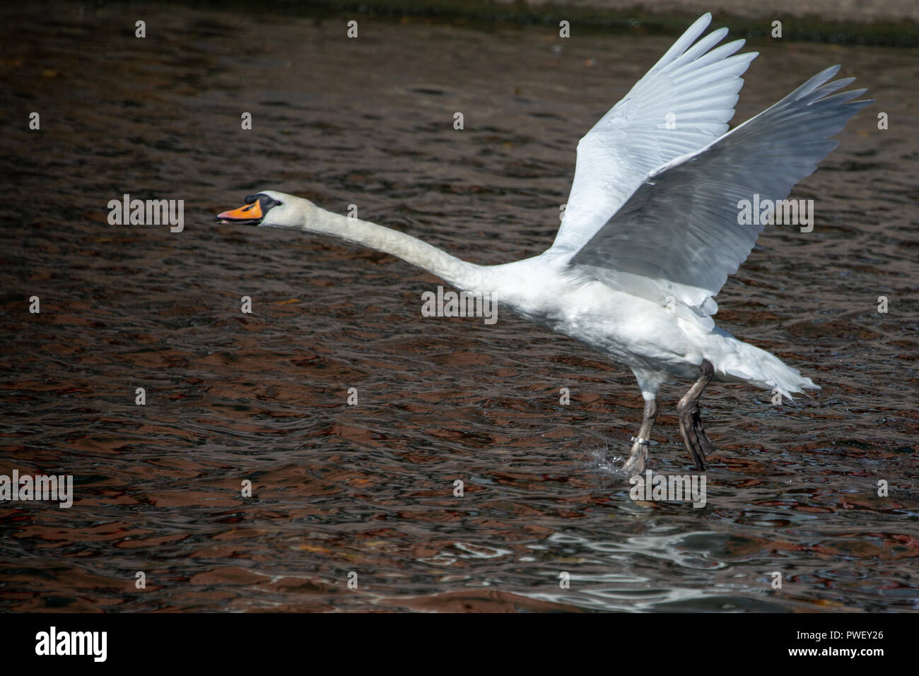 Beau blanc cygne muet volant bas de rivière avec reflet d'Automne Couleurs d'automne Banque D'Images