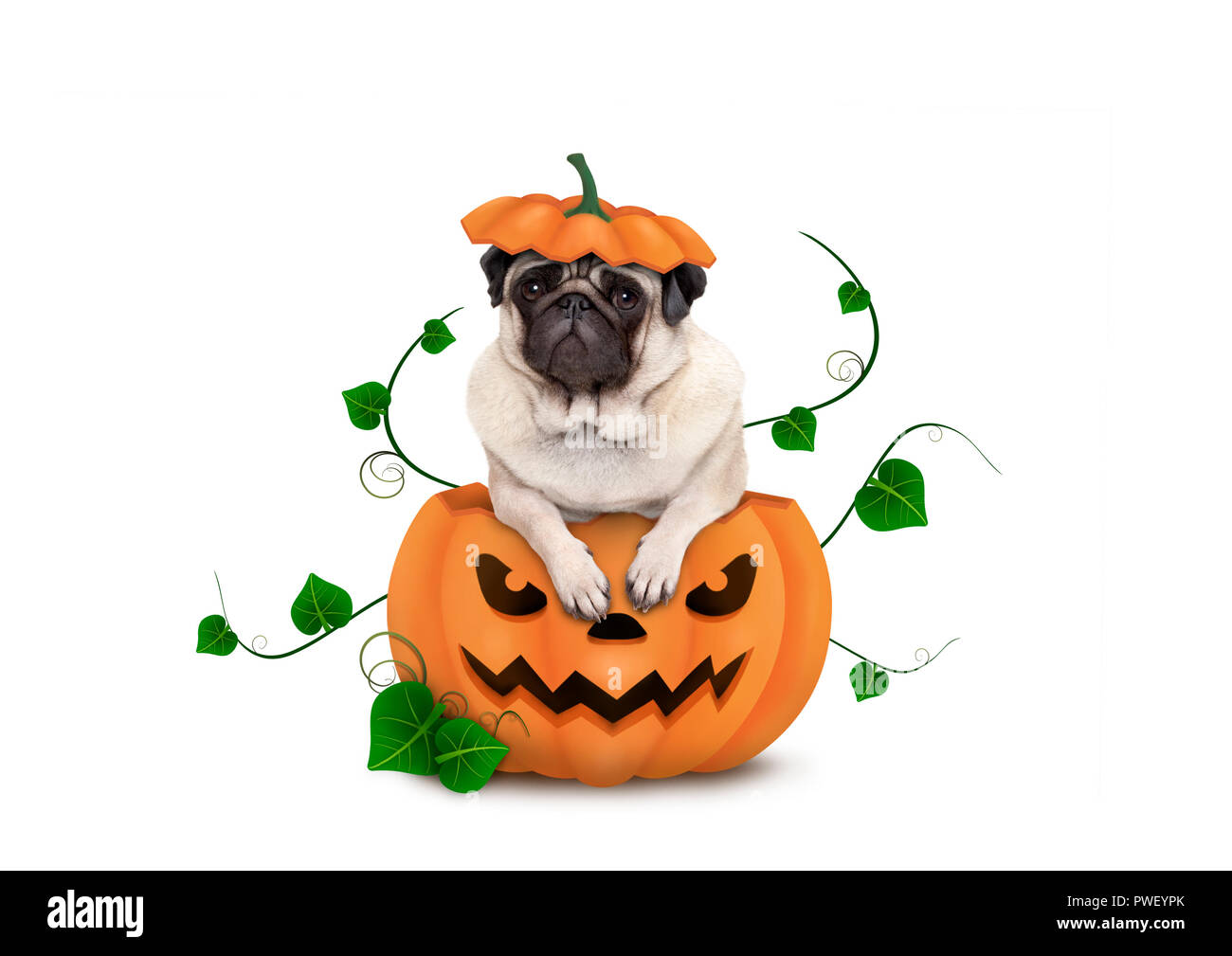 Halloween cute puppy pug dog sitting dans la citrouille sculptée avec scary face, portant un chapeau, comme couvercle isolé sur fond blanc Banque D'Images