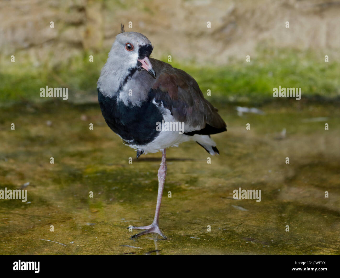 Le sud de sociable (vanellus chilensis) Banque D'Images