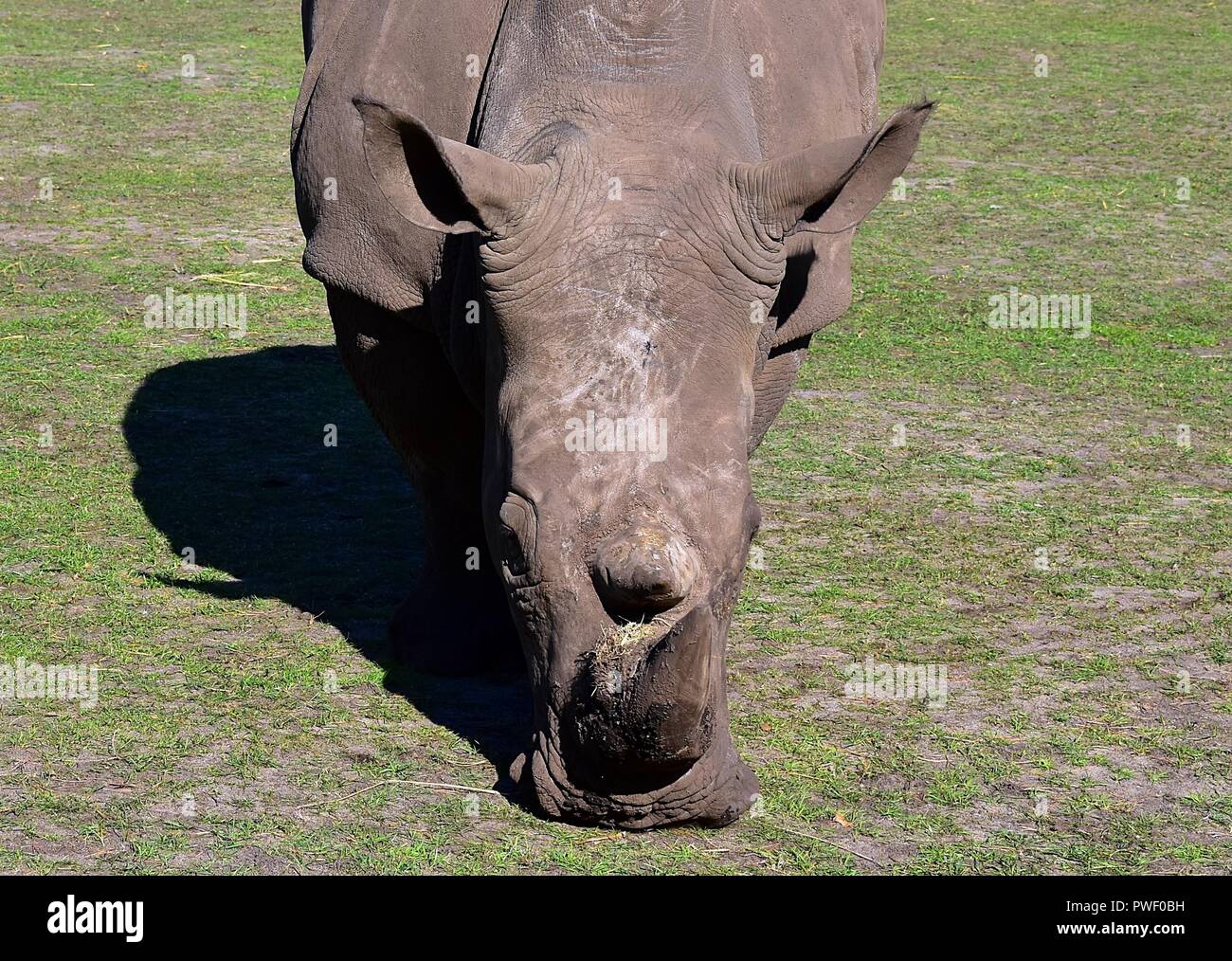 Rhinocéros blanc Banque D'Images