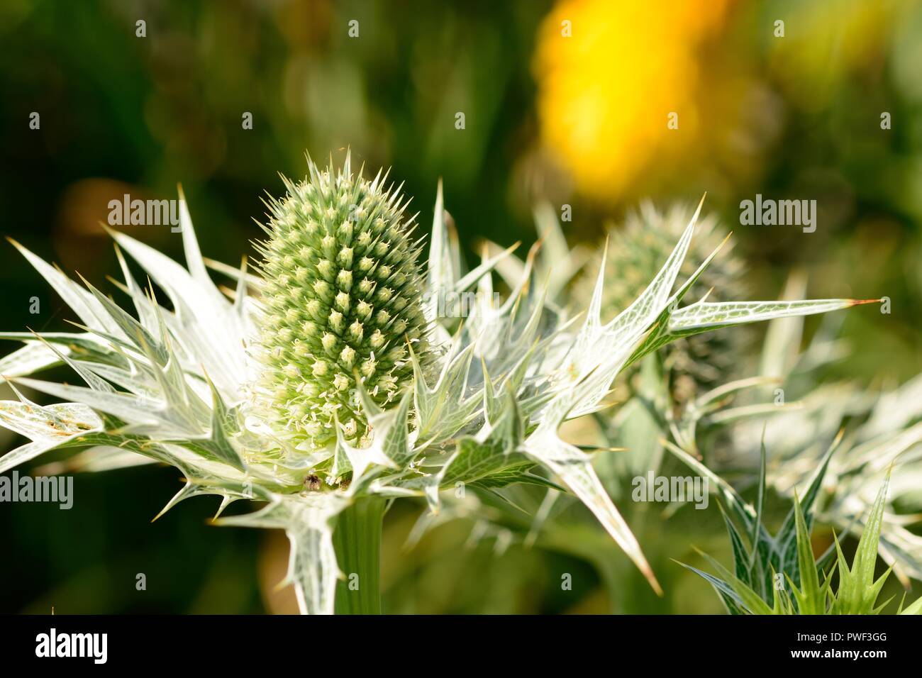 Close up of white fleurs eryngium Banque D'Images